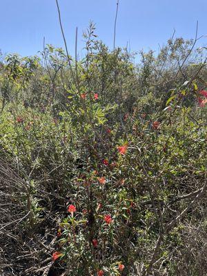 Pretty flowers in April