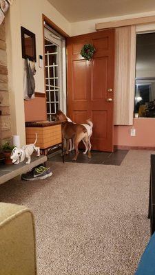 The dogs excitedly waiting by the door for Miss Shawna!