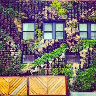 Beautiful living wall outside Cleveland Tea Revival