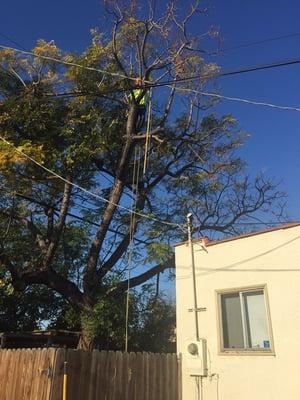 Trimming tree in-between high voltage cables