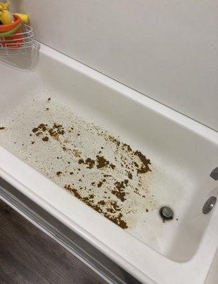 Sewage from every apartment in my tub.