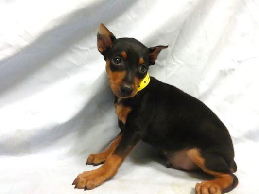 Miniature Pinscher Puppy