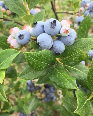 Heritage Blueberries