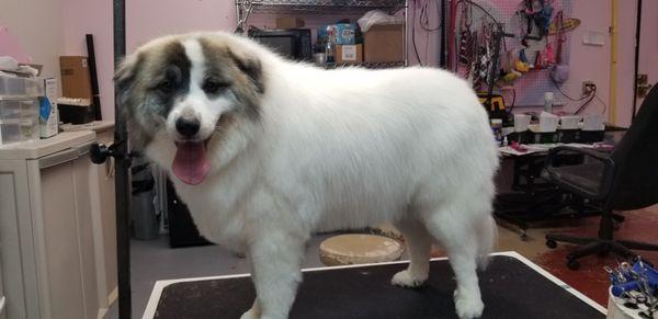 Great Pyrenees