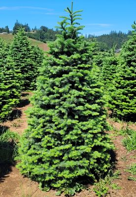 Premium Noble Fir