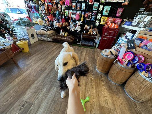 My dog shopping