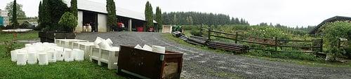 Harvest at Brick House Vineyards