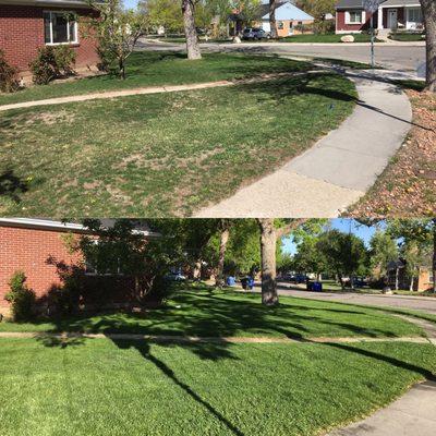 Lawn Revival before and after