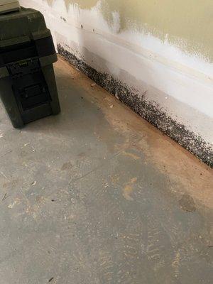 Aspergillosis and black mold