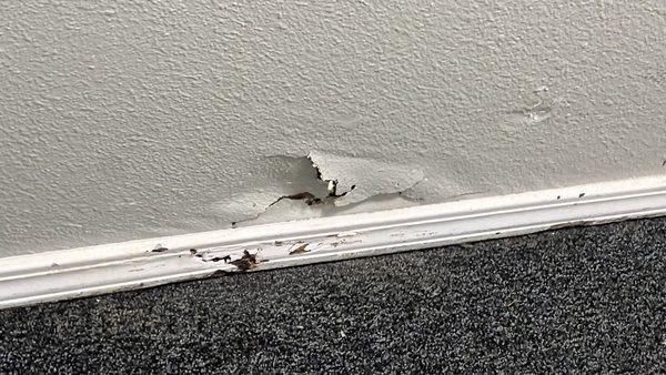 Property damage and mold