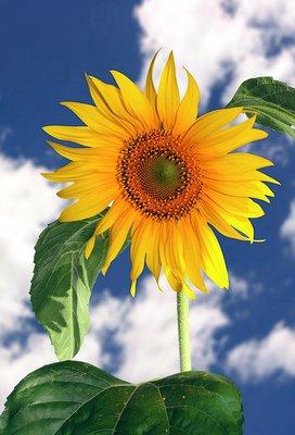 The staff is as bright and sweet as this sunflower