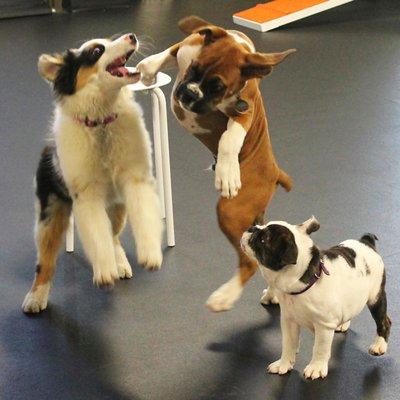 Our puppy classes emphasize socialization & building the foundation for learning. Our gym is sanitized before unvaccinated puppies classes!