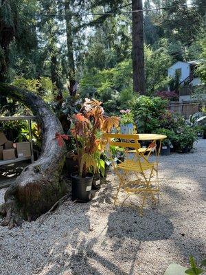 Beautiful Yarrow Nursery.