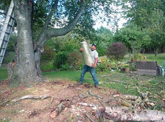 Tree Care