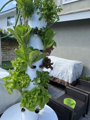 Current tower with mainly lettuce, some strawberries, green onions, and some new tomato seedlings.