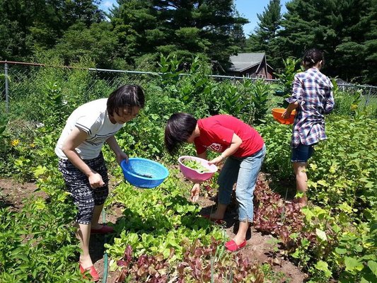 Garden vegetables