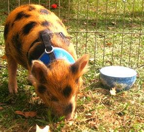 Baby pig at the pedding zoo