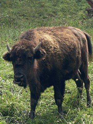 Buffalo