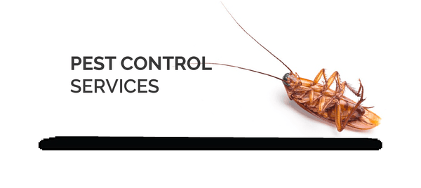 Pest l Service