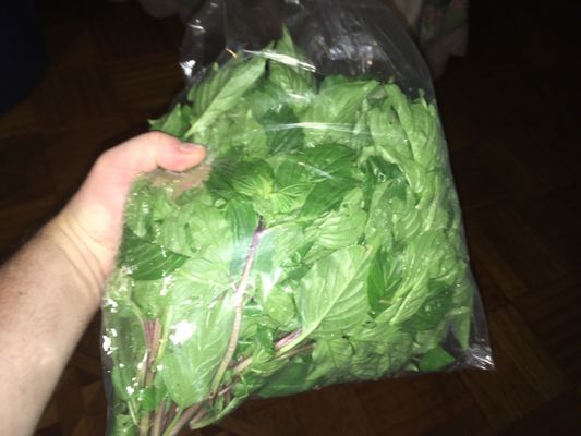 1 pound of basil for pesto $4 dam smells good