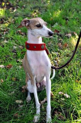 This my sweet little Italian Greyhound Skip. For a timid guy, he likes seeing Janelle. His coat shines when he's groomed.