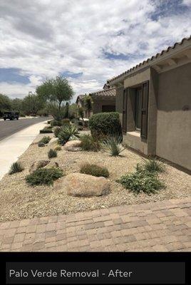 N. Phoenix Palo Verde Removal - After