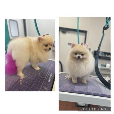 Fur Babes Spa - Riverside