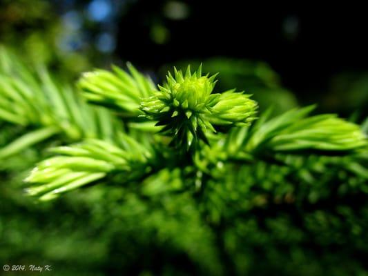 Araucaria Muelleri.