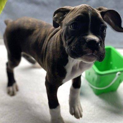 Boxer Puppies For Sale