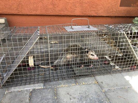 opossum trapped at backyard