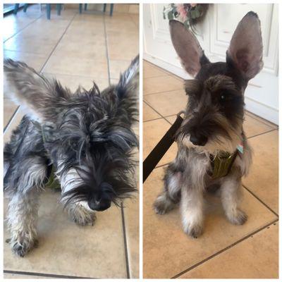 Rex got his confidence back after his first haircut! (He is a mini schnauzer)