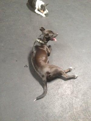 Even Loki gets tired after a round at the dog gym!