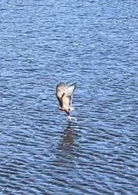 Snail Kite catching a snail!