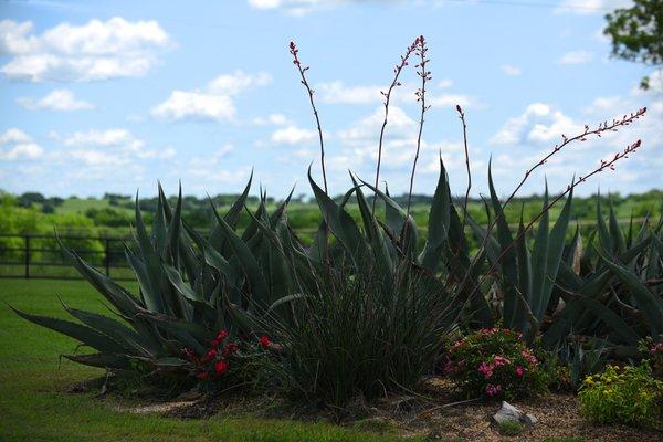 Taking in the view at Triple J Ranch.