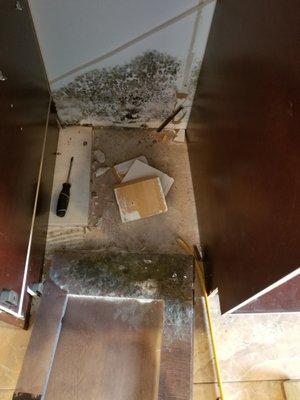 Mold found behind kitchen cabinets.