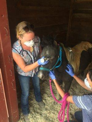 Sonoma County Fairgrounds, Large Animal Evacuation Center. October 2017