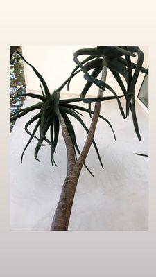 Aloe Tree 20ft