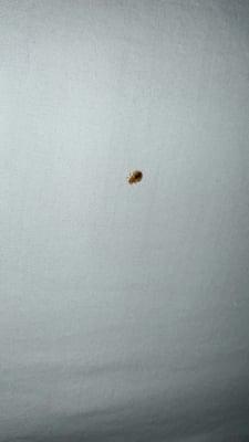 Bed bug.... go ahead and zoom in. Gross as fuck.