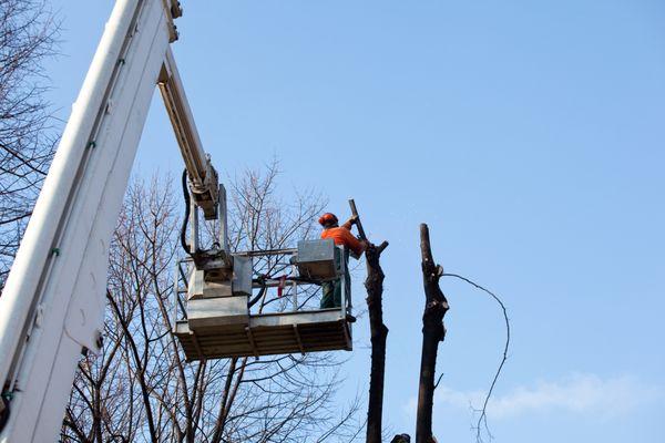 Affordable Tree Services