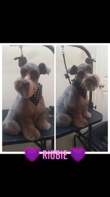 Sweet schnauzer girl!