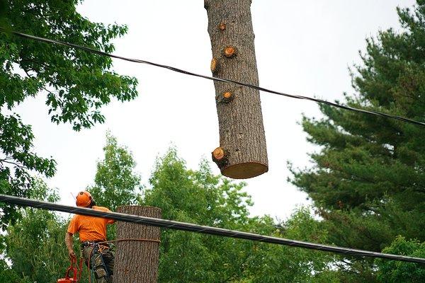 Navarre tree removal