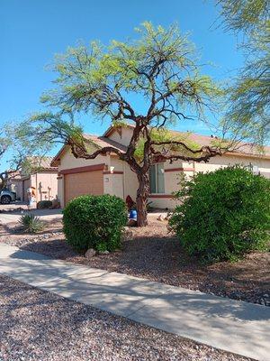 The tree was opened and cleaned out of dead branches along with the bush trimmed in front of the tree.