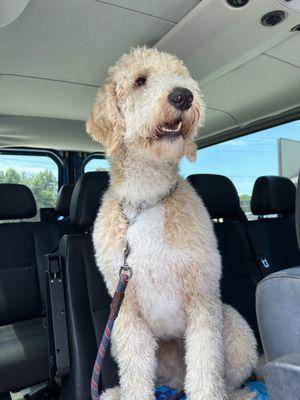 Happy clean fluffy dog