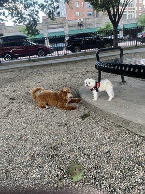 This good girl knew how to make herself small  and non-threatening for the little dogs!