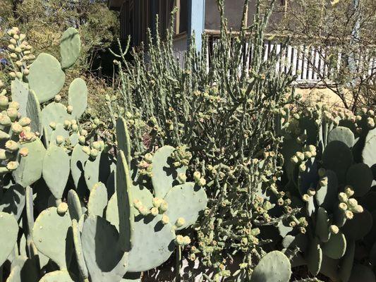 Cholla and Cow's Tongue Prickly Pear