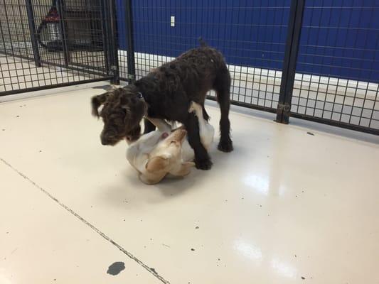 These two pups are enjoying daycare