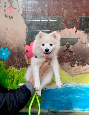 Hank after his final puppy kindergarten class.