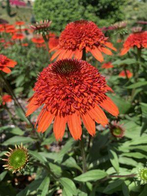 Coneflower