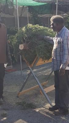 Getting the tree ready to tie on the car