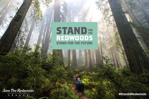 Visit StandForTheRedwoods.org to learn more about the League's Centennial!